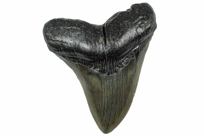 Fossil Megalodon Tooth - South Carolina #307538